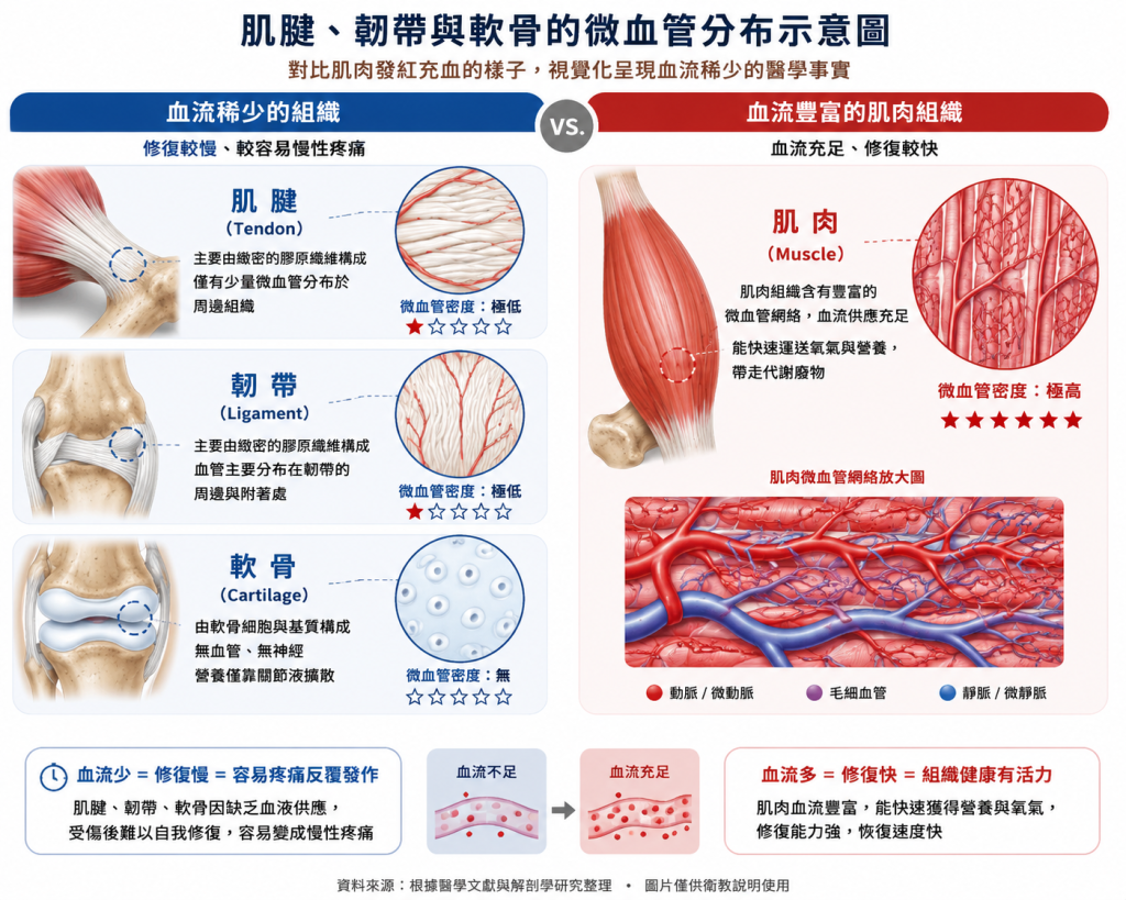 肌腱 韌帶 軟骨 肌肉 血流比較